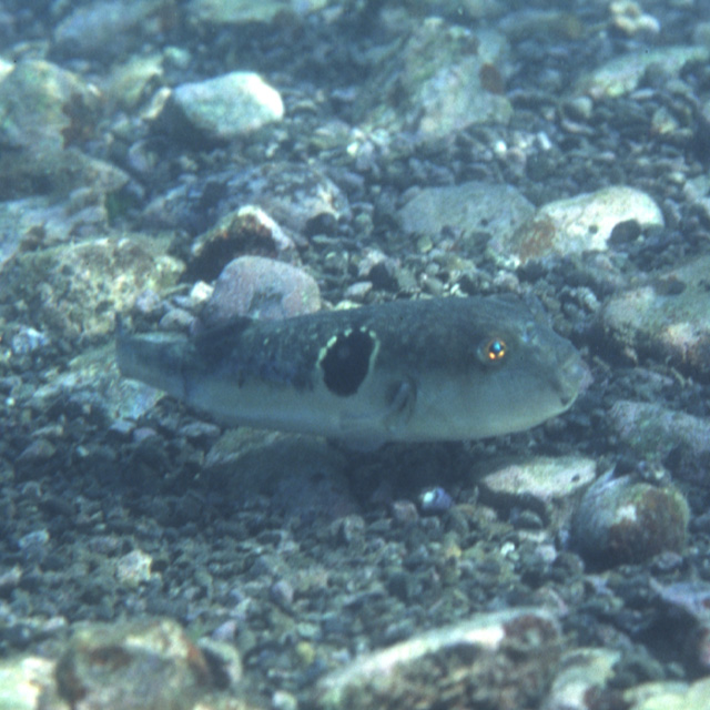 Takifugu rubripes